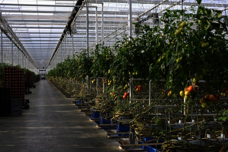 Der Bau neuer Gewächshäuser in Ryczywół ist im Gang